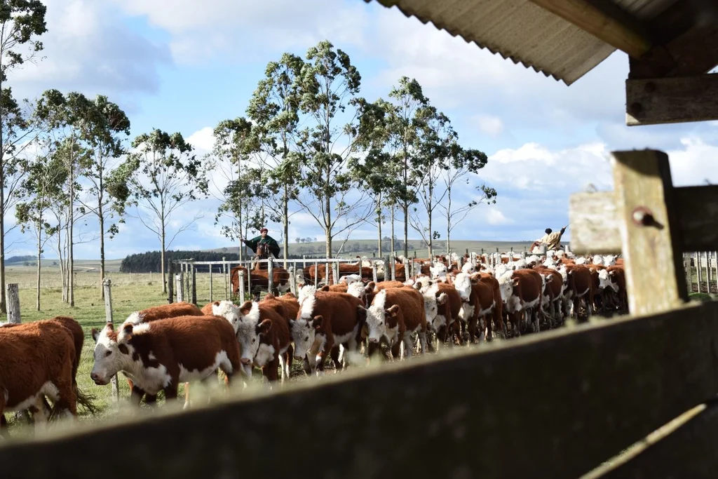 Strong price push for replacement in the livestock market