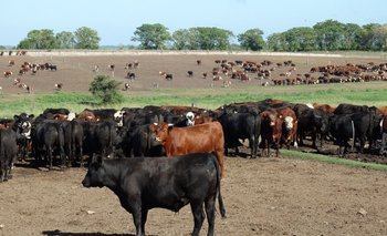 Carne de ganado terminado a grano logra valores diferenciales.