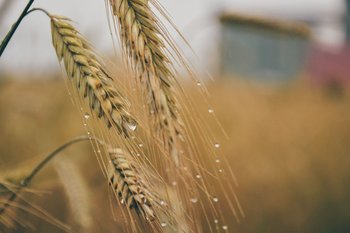 La cotización del trigo ha mostrado una fuerte corrección a la baja en las últimas semanas. 
