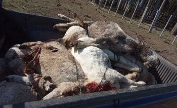 A José Fernando los perros le han matado decenas de ovinos.