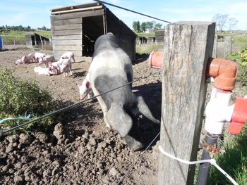 Producción de cerdos en Uruguay.