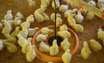 Pollitos en proceso de crecimiento para abastecer a la industria avícola.