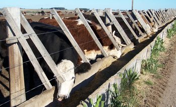 Alta participación de ganados de corral en la faena vacuna.