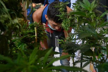 Distintos actores relacionados a la regulación del cannabis quieren "abrir" el comercio interno y turístico