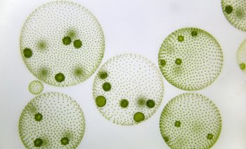 Las microalgas son cada vez más estudiadas.