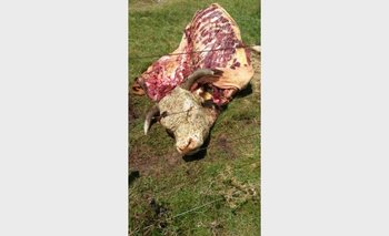 El toro fue muerto de un tiro y luego le sacaron la carne