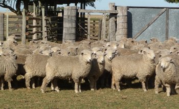 Pago máximo por corderos en gestión de Central Lanera llegó a US$ 4,65 por kilo