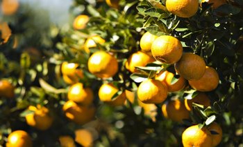 En 2022 la producción de mandarinas generó un ingreso de US$ 38 millones por exportación.