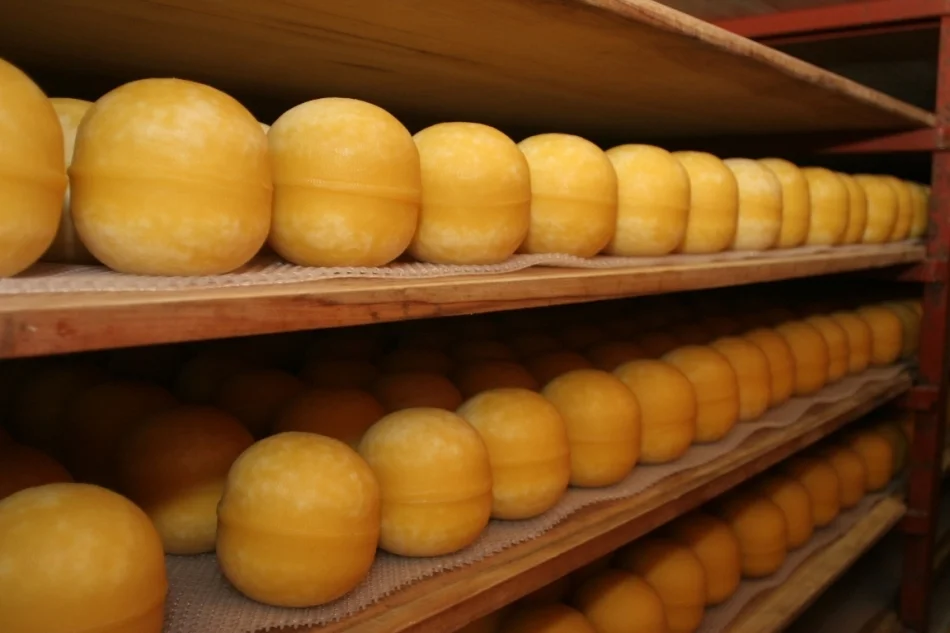 Government will allocate US$ 12 million to help cheese industries
