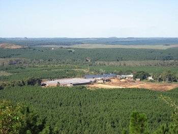 Plantación forestal (archivo).