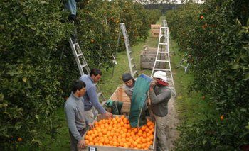 La producción de naranja caerá en 2015 respecto al año anterior<br>