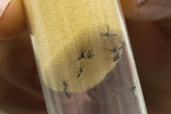 Mosquitos "Aedes aegypti" en un laboratorio del Organismo Internacional de la Energía Atómica en Austria