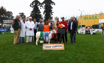 La cabaña de Lucas expuso el Gran Campeón Texel PO de la Expo Prado 2016