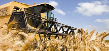 La producción de trigo declinará en el mundo<br>