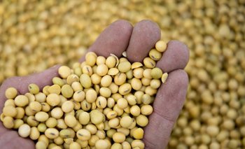 La exportación de soja a China vuelve al tapete con los requisitos fitosanitarios<br>