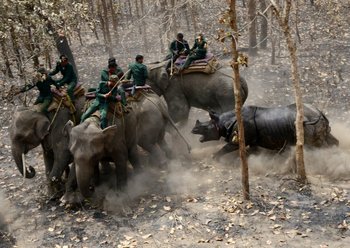 Un rinoceronte ataca a un equipo forestal de Nepal después de ser liberado en el Parque Nacional de Chitwan. 