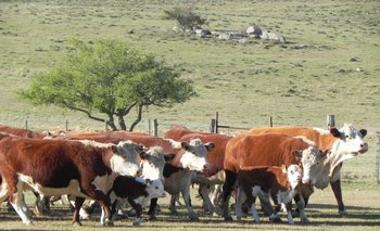 La letalidad de la intoxicación por "hongo del Eucaliptus" alcanza el 38% en bovinos y el 49% en ovinos