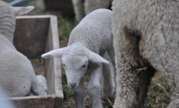 Incrementar la producción ovina es uno de los desafíos<br>