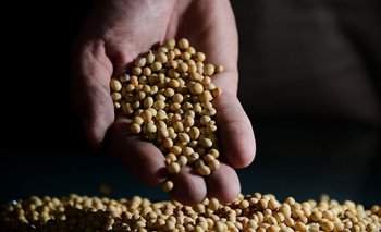 Cinco nuevas semillas transgénicas se incorporan a la producción de soja<br>