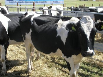 La tuberculosis afecta especialmente las altas concentraciones en ganado lechero