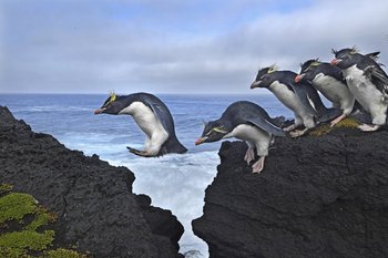 La serie de los pingüinos africanos de Thomas P. Peschak obtuvo el segundo premio en la categoría Medioambiente<br>