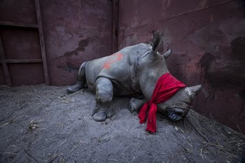 La imagen del rinoceronte blanco en Botswana de Neil Aldridge obtuvo el primer premio en la categoría Medioambiente <br>