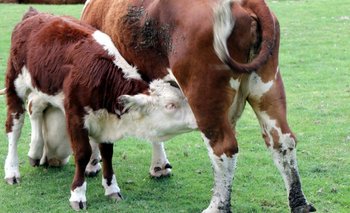 La resistencia a los antibióticos en la producción animal preocupa también a la salud humana