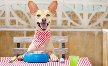 ¿Qué tipo de comida hace a las mascotas más saludables y felices?