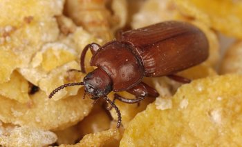 El nuevo estudio se centró en las proteínas anticongelantes del escarabajo gusano de la harina, nullTenebrio molitornull.