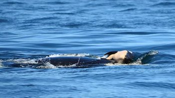 El nombre de la orca madre es nullJ35null.
