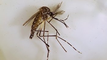 Mosquito Aedes Aegypti, portador del dengue