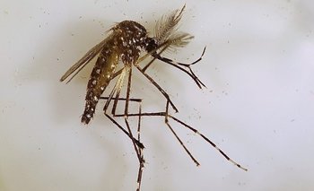 Mosquito Aedes Aegypti, portador del dengue