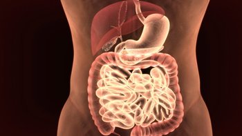 El bazo, el páncreas, el estómago y el colon se encuentra en el lado izquierdo de nuestro cuerpo.