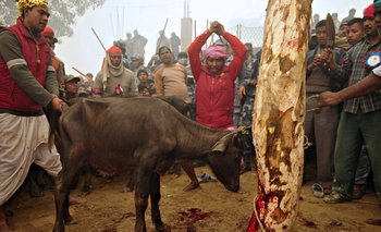Sacrificios de animales por cuestiones religiosas en Nepal