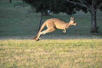 Los canguros rojos pueden llegar a pesar alrededor de 90 kilos y moverse a una velocidad de 56 km/h. En un salto, pueden llegar a avanzar 8 metros de largo y casi dos metros de alto. 