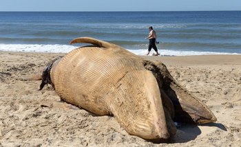Aún se desconoce la especie de esta ballena, que encalló el miércoles en la Playa Brava de Punta del Este