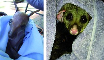 Dos animales rescatados por WIRES: una cría de pademelon de Tasmania (izquierda) y una zarigüeya australiana (derecha)