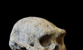 El cráneo hallado en Dmanisi 