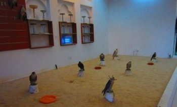 Una de las habitaciones para estas aves rapaces en el Hospital de Halcones de Souq Waqif, en Catar