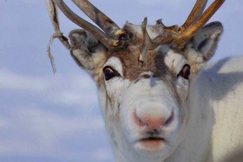 La nariz roja del reno Rudolph tiene una explicación científica