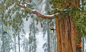 Este mes National Geographic hizo un especial sobre el Parque Nacional de las Secuoyas de California, que se centra en el gigante Presidente