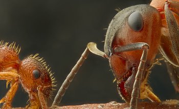 La principal novedad del estudio es que las hormigas utilizan sus antenas para olfatear el cáncer.