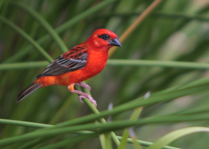 Resuelto el misterio genético de los pájaros rojos